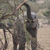  The Serengeti, TZ